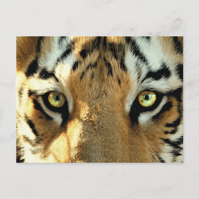 Tiger 1 - Postkarte (Vorderseite)