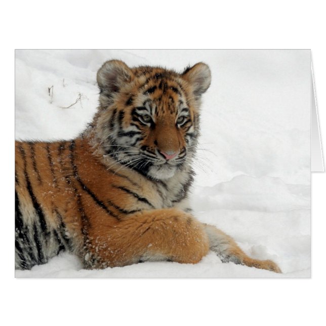 Tiger_2015_0102 (Vorderseite (Horizontal))