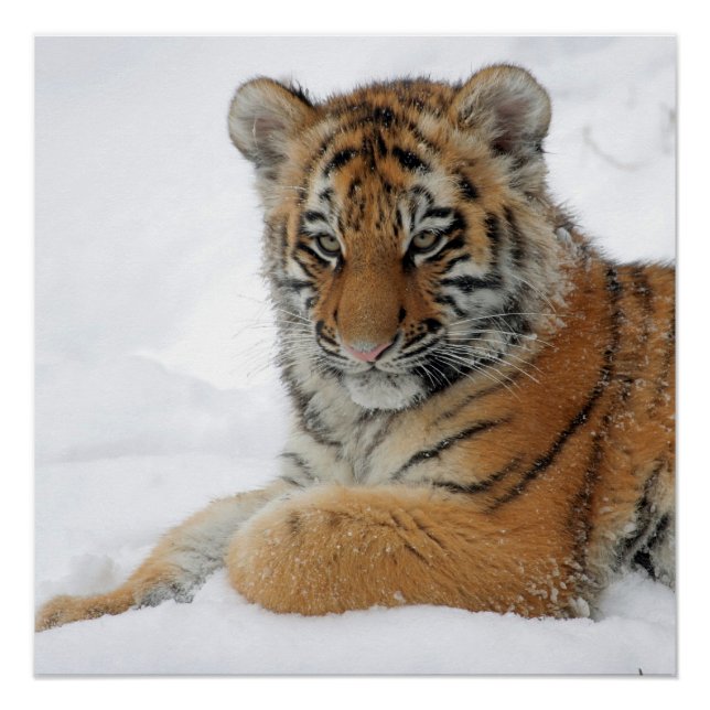 Tiger_2015_0103 Poster (Vorderseite)