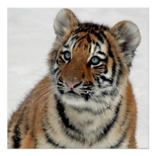 Tiger_2015_0108 Poster