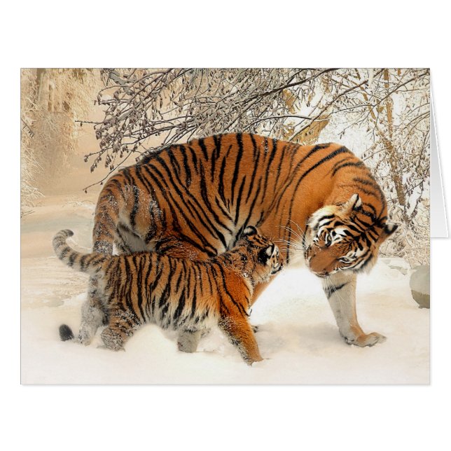 Tiger_2015_0125 (Devant horizontal)