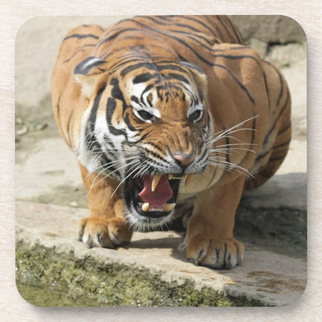 Tiger_2015_0156 Getränkeuntersetzer (Vorderseite)