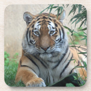 Tiger_20171103_by_JAMFoto Getränkeuntersetzer