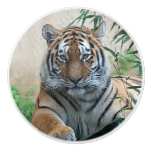 Tiger_20171103_by_JAMFoto Keramikknauf