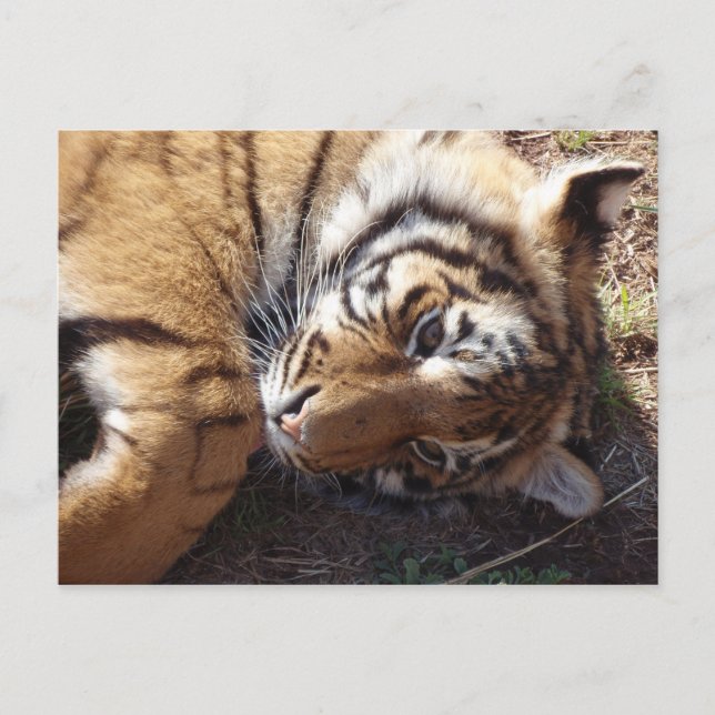 Tiger 2 postkarte (Vorderseite)