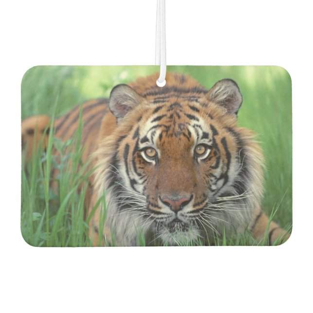Tiger Air Freshener Autolufterfrischer (Vorderseite)