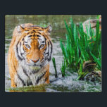 Tiger-Akrylpuzzle Puzzle<br><div class="desc">Besuchen Sie unser Geschäft, um eine Menge Puzzles zu finden:
Puzzles puzzlesvintage puzzlespuzzles puzzlessports puzzlesbirds puzzlesbirds puzzles puzzles Cars Puzzles Gebäude Puzzlesblumen Puzzles</div>