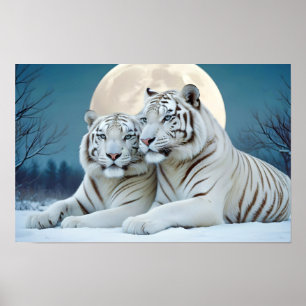 Tiger Animal Nature Wildlife Zuneigung Gekümmert Poster