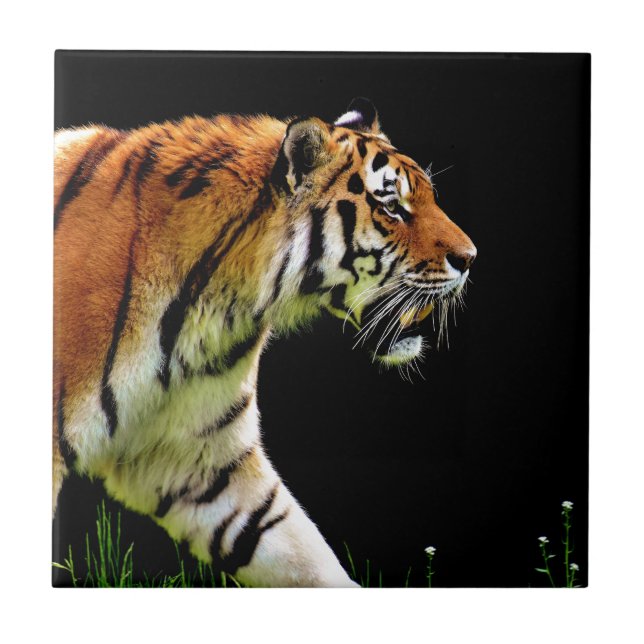 Tiger Approaching Wild Animal Fotografy Artwork Fliese (Vorderseite)