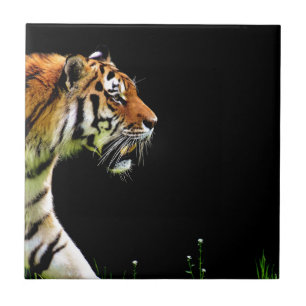 Tiger Approaching - Wildtierarbeiten Fliese