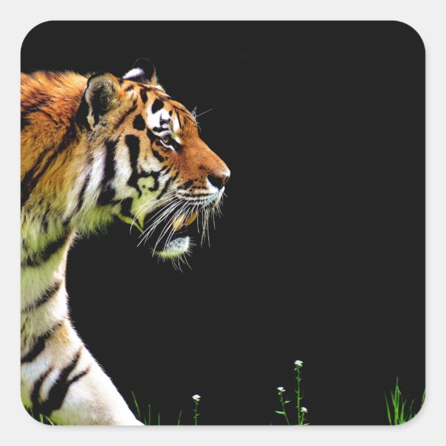 Tiger Approaching - Wildtierarbeiten Quadratischer Aufkleber (Vorderseite)
