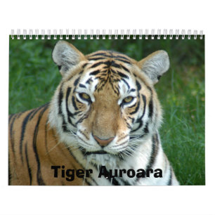 Tiger_Aroara012, Tiger Auroara Kalender