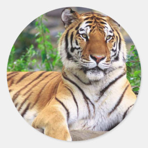 Tiger-Aufkleber Runder Aufkleber