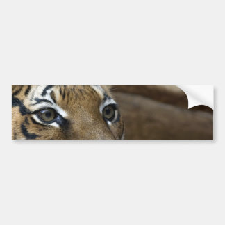 Tiger-Augen Autoaufkleber