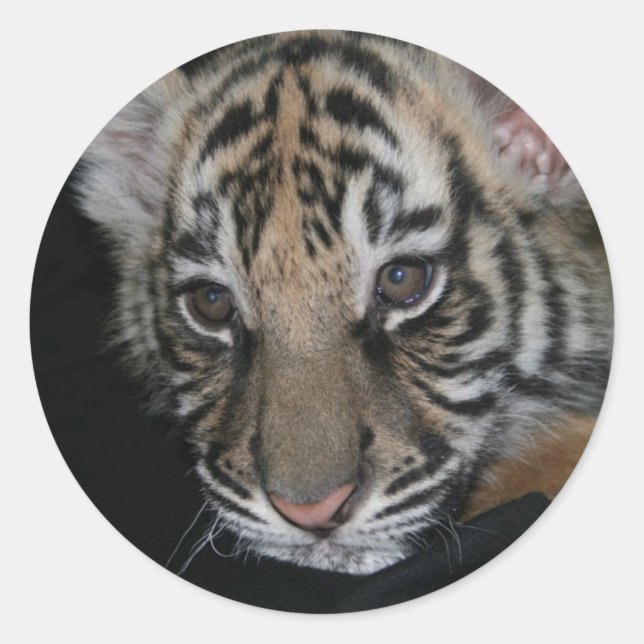 Tiger Baby Runder Aufkleber (Vorderseite)