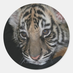 Tiger-Baby Runder Aufkleber