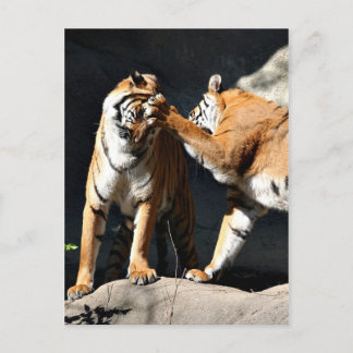 Tiger Bash Postkarte