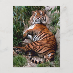 Tiger Big Cat-Drucke Postkarte