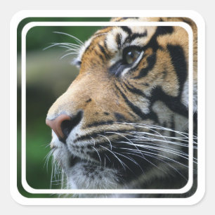 Tiger-Bild-Aufkleber Quadratischer Aufkleber