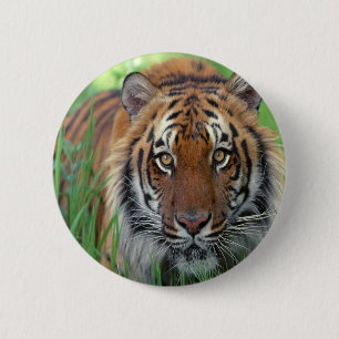 Tiger Button
