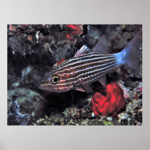 Tiger Cardinalis Poster