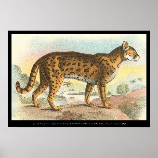 Tiger-Cat Poster (Vorne)