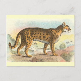 Tiger-Cat Postkarte