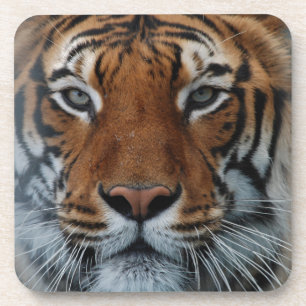 Tiger Cat Stripes Jungle Mist Animal Getränkeuntersetzer