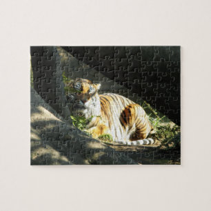 Tiger Catnap