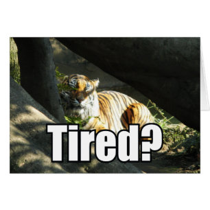Tiger Catnap Grußkarte