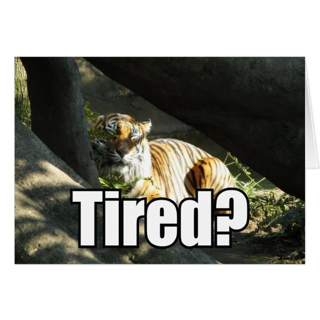 Tiger Catnap Grußkarte (Vorderseite (Horizontal))