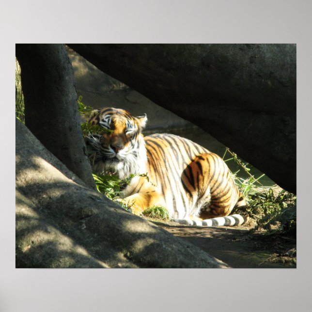 Tiger Catnap Poster (Vorne)