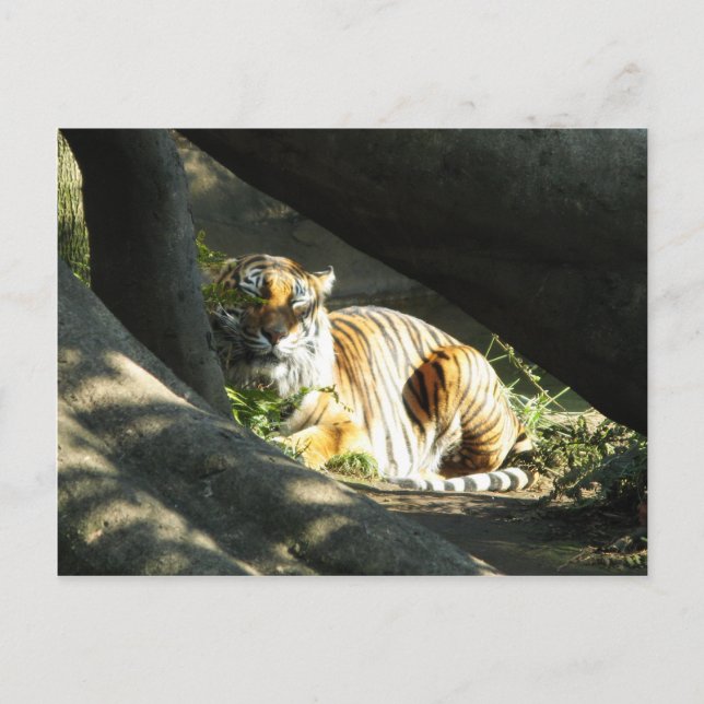 Tiger Catnap Postkarte (Vorderseite)