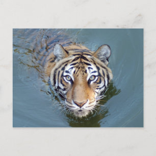 Tiger-China-Puppe-b-2 Postkarte