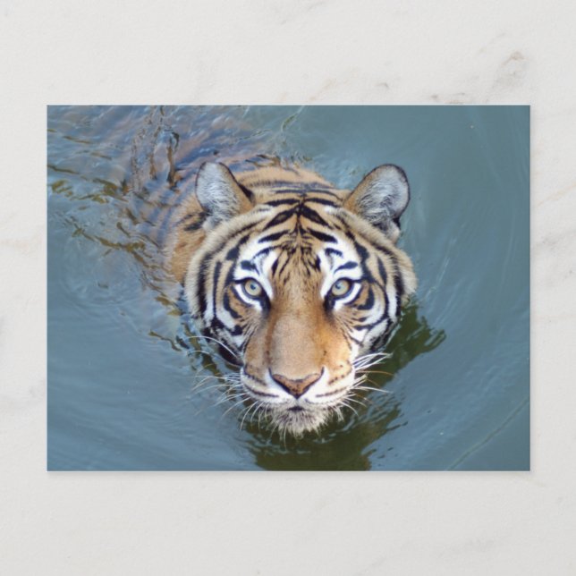 Tiger-China-Puppe-b-2 Postkarte (Vorderseite)