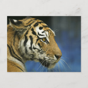 Tiger Close-Up-Seitenfotografie Postkarte