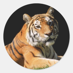 Tiger Closeup Runder Aufkleber