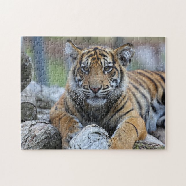 Tiger CUB (Horizontal)