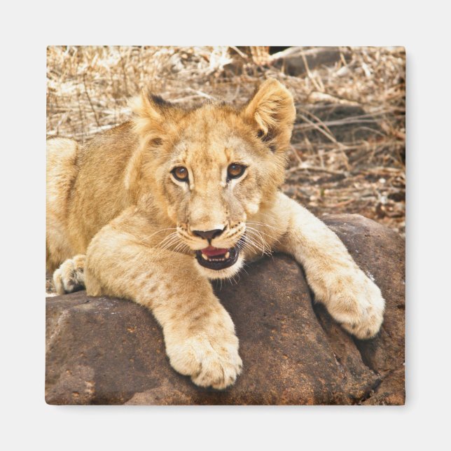 Tiger Cub atmet auf dem Felsen Magnet (Vorne)