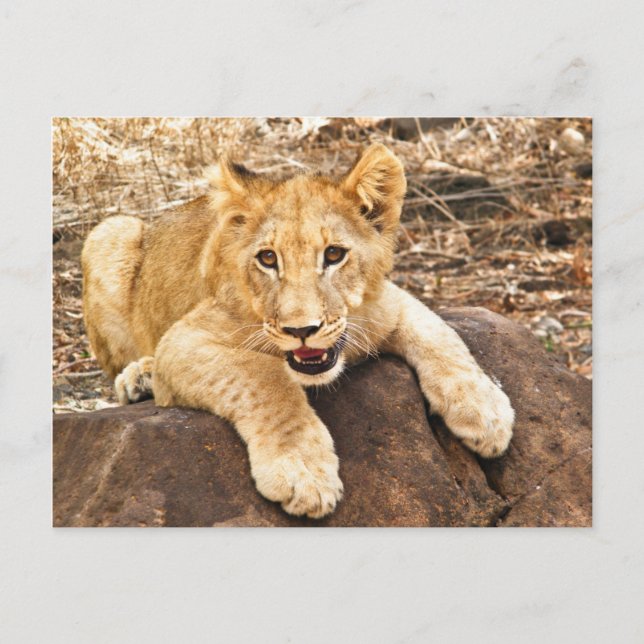 Tiger Cub atmet auf dem Felsen Postkarte (Vorderseite)