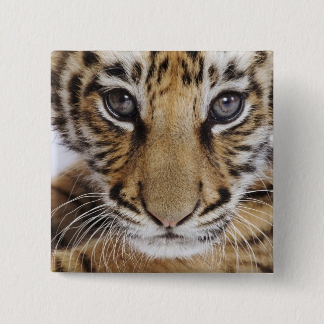 Tiger CUB Button (Vorderseite)
