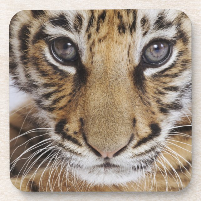 Tiger CUB Getränkeuntersetzer (Vorderseite)