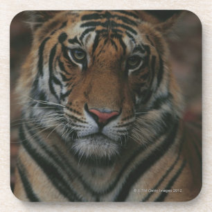 Tiger CUB Getränkeuntersetzer