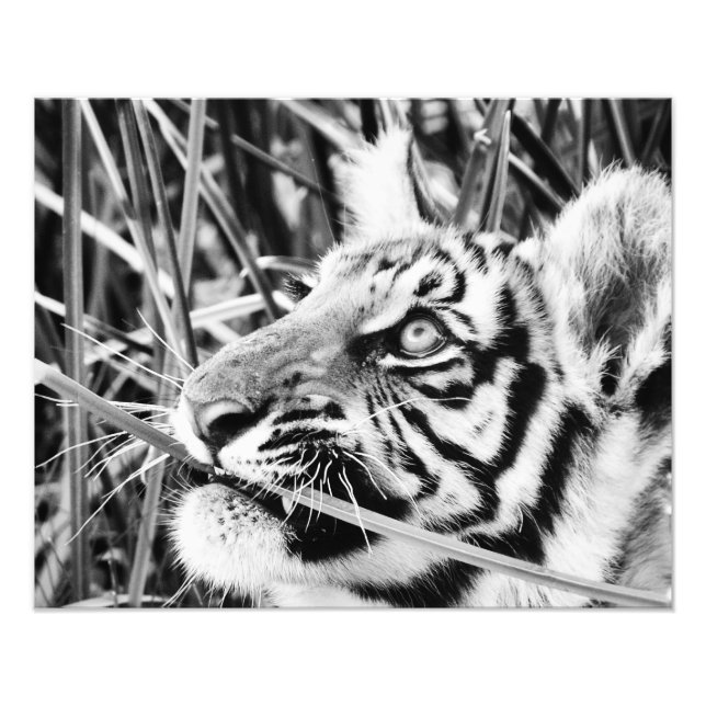 Tiger-Cub im Gras Fotodruck (Vorne)