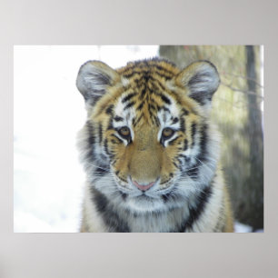Tiger CUB im Schnee-nahen hohen Porträt Poster
