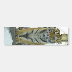 Tiger CUB im Schnee-Porträt Autoaufkleber