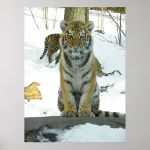 Tiger CUB im Schnee-Porträt Poster