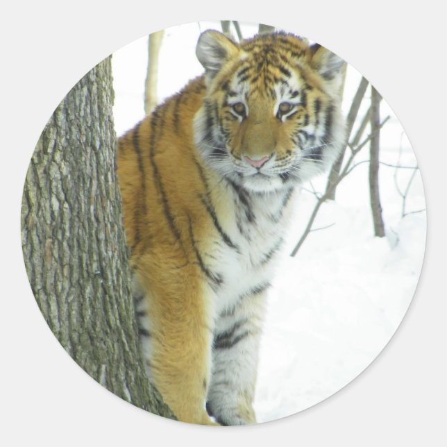 Tiger Cub in Schnee pinkeln um Baum Runder Aufkleber (Vorderseite)