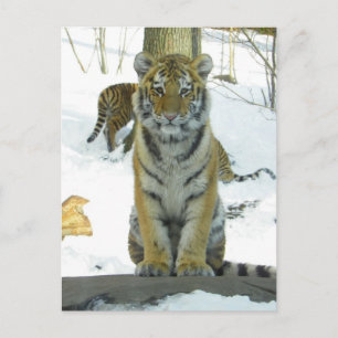 Tiger Cub in Snow Portrait Postkarte