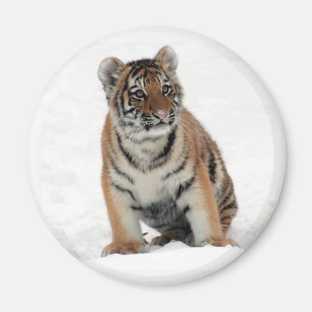 Tiger Cub in the Snow Photo Magnet (Vorne)